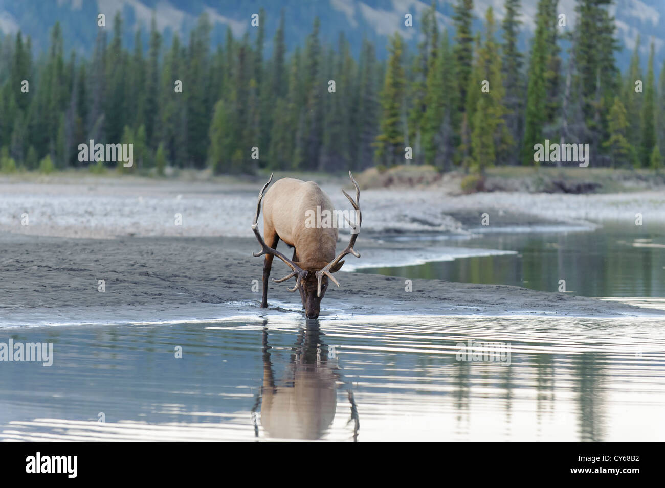 Ein Stier Elche (Cervus Elaphus) dauert eine kurze Zeit weg von seinen Harem zu trinken aus einem nahe gelegenen Wasserbecken, Northern Rockies Stockfoto