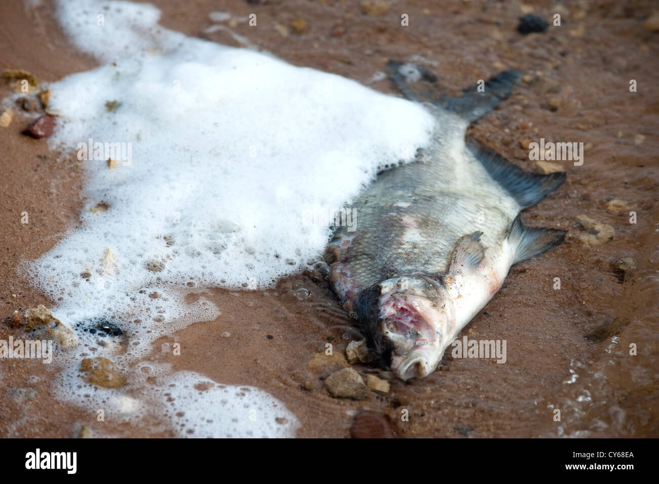 Tote Fische an einem Strand Stockfoto