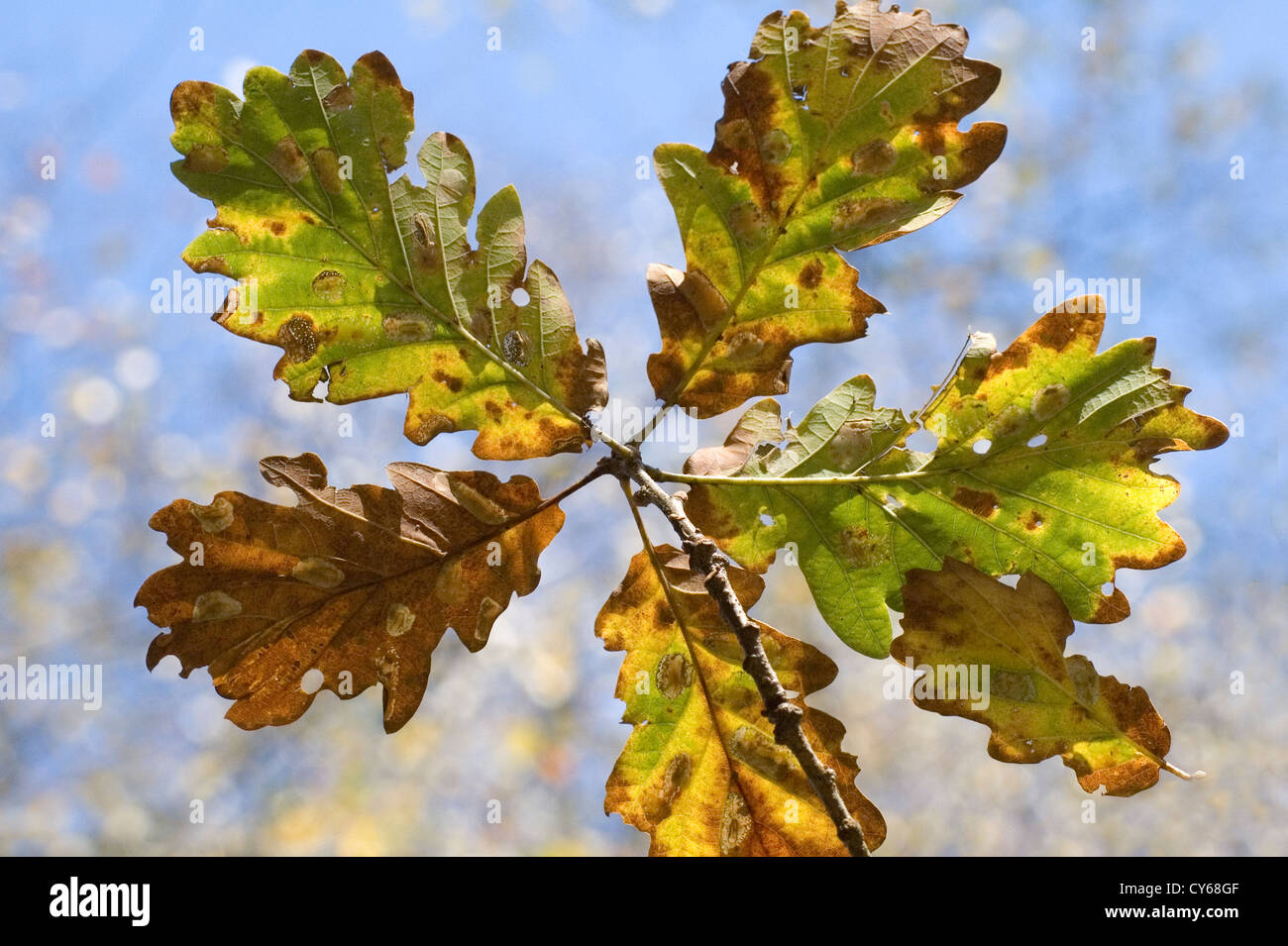 Herbstliche Blätter einer Eiche (Quercus Robur) Stockfoto