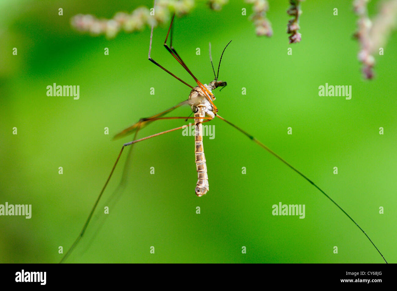 Ein Kran fliegen oder Daddy Long Legs Insekt UK Stockfoto