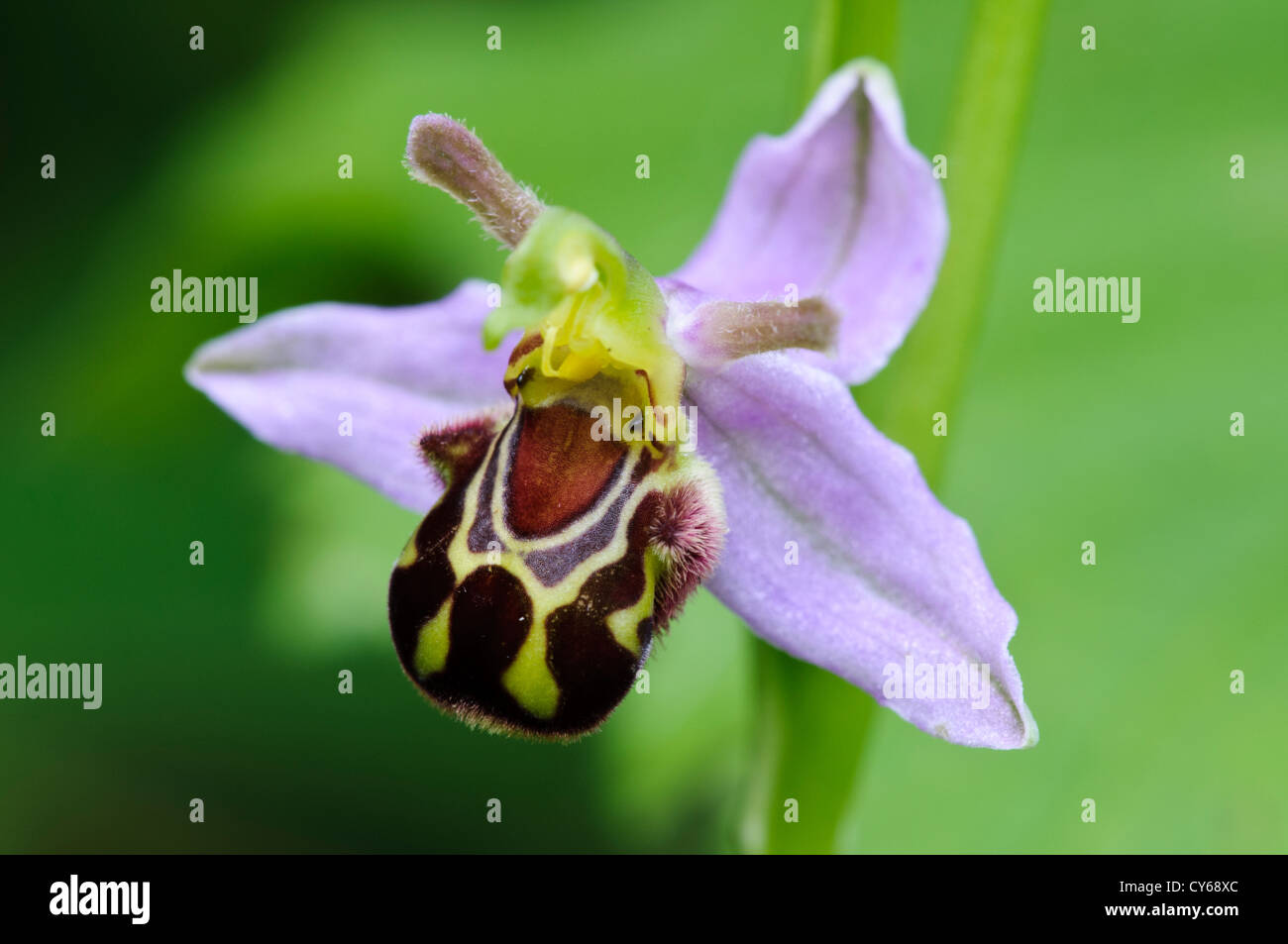 Eine einzelne Blume Biene Orchidee (Ophrys Apifera) bei College Lake Nature reserve, Buckinghamshire. Juni. Stockfoto