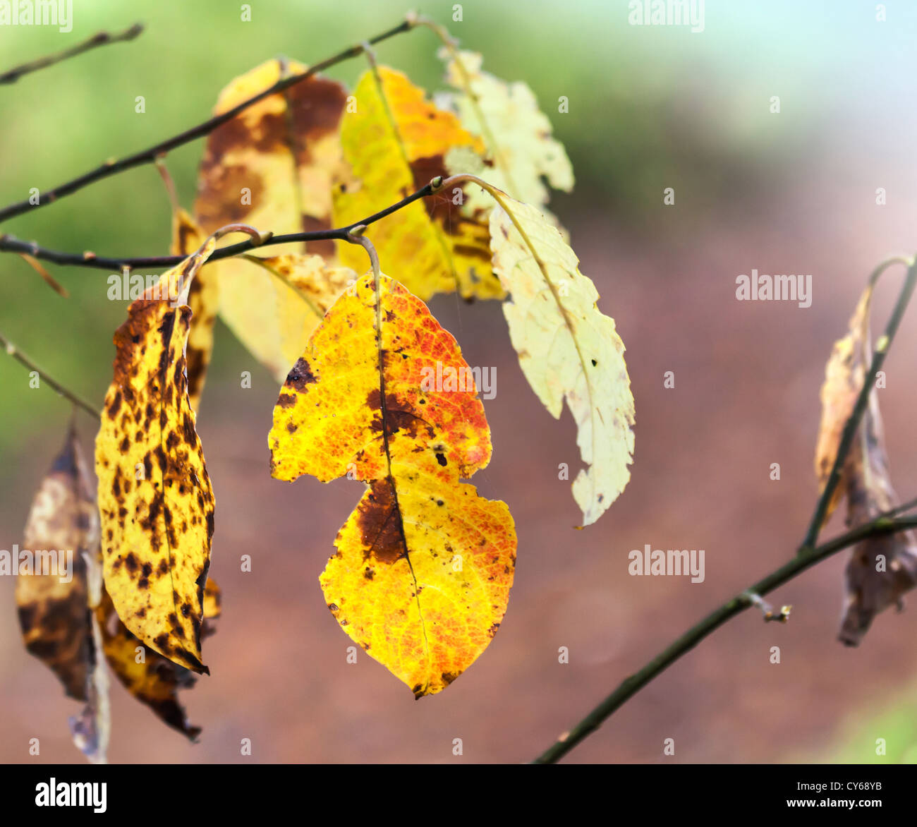Leuchtend orange Herbstlaub auf Ast. Selektiven Fokus Stockfoto