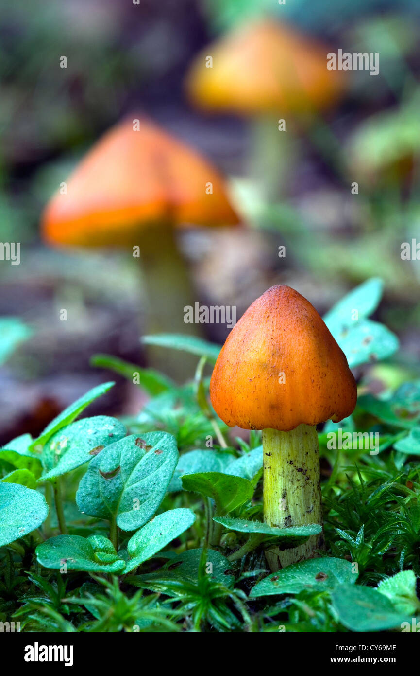 Schwärzung Waxcap Pilz (Hygrocybe Conica) Stockfoto