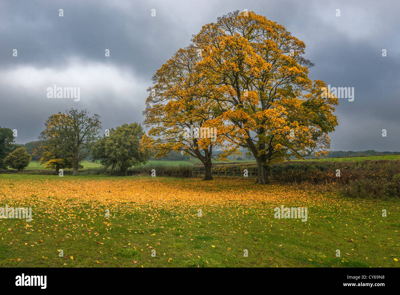 Platanen im Herbst mit Herbstlaub auf Baum und Laub gegen dunklen Himmel. Wales UK Stockfoto