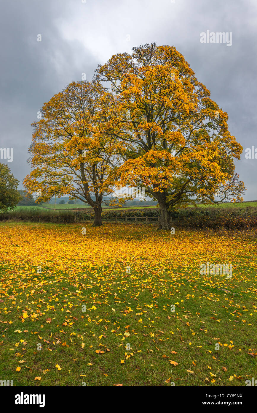 Platanen im Herbst mit Herbstlaub auf Baum und Laub gegen dunklen Himmel. Wales UK Stockfoto