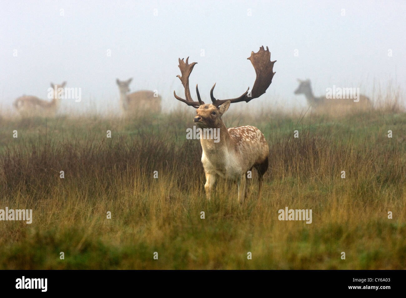 Damhirsch (Cervus Dama) Stockfoto