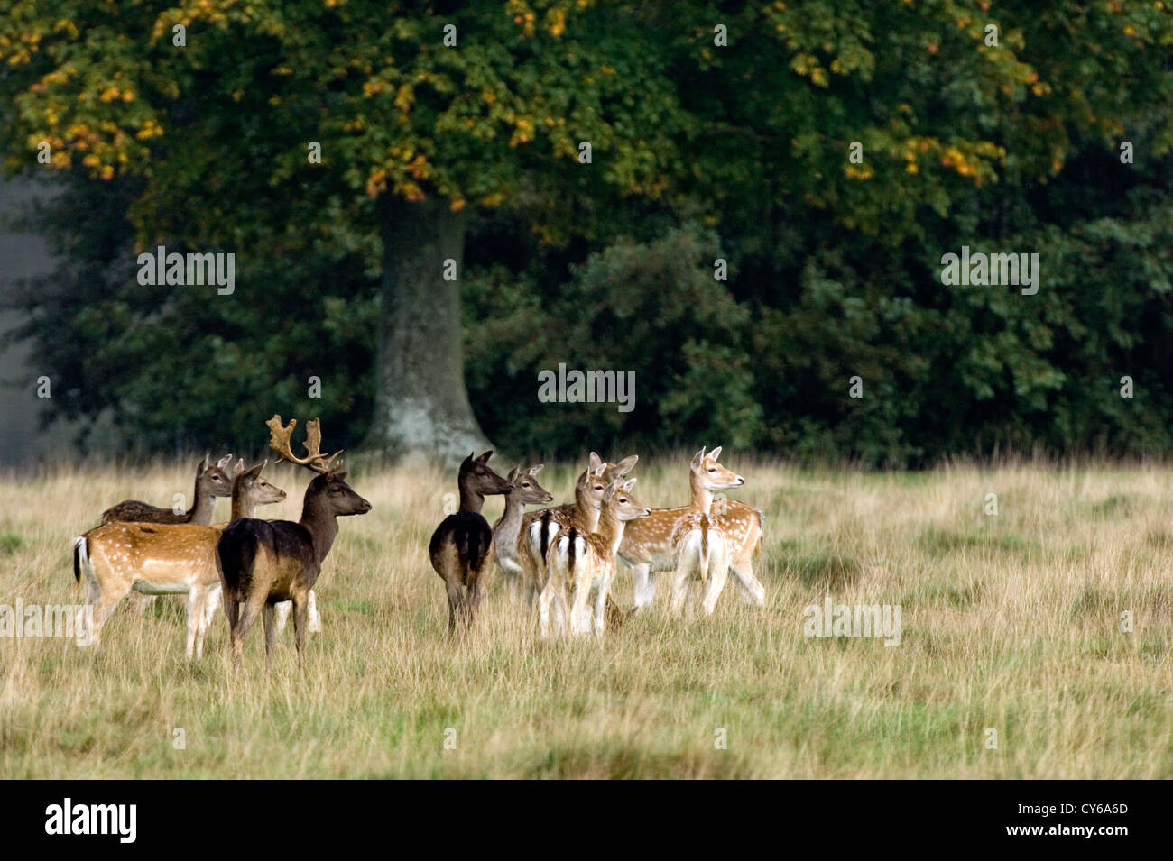 Damhirsch (Cervus Dama) Stockfoto