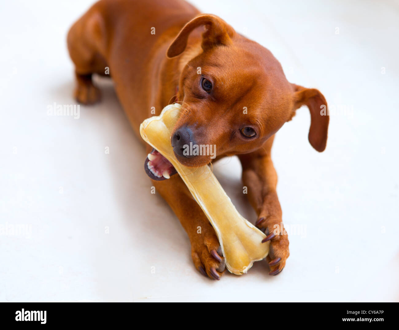Browin Mini Pinscher Hund einen Knochen selektiven Fokus Essen Stockfoto