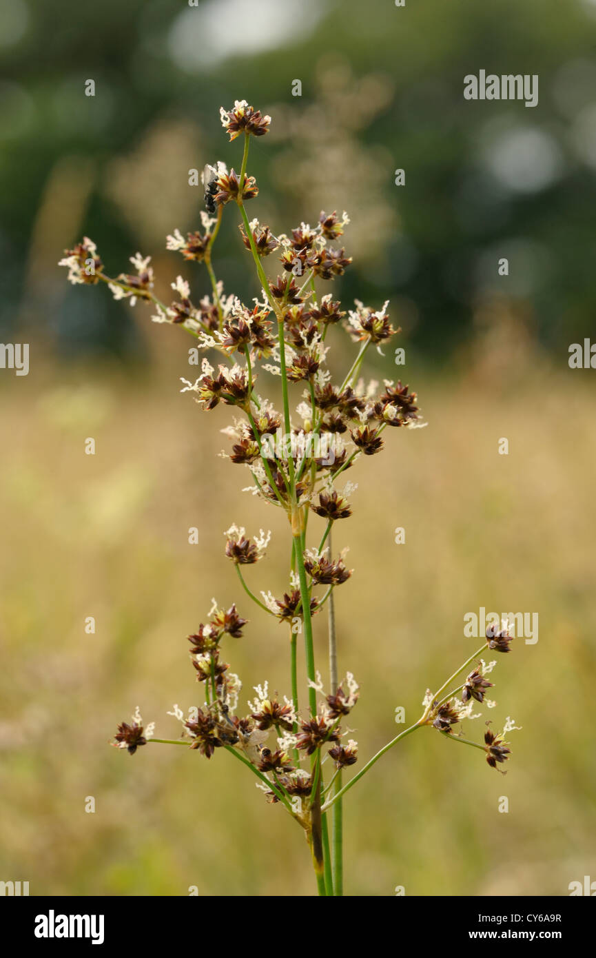 Gegliederte Rush, Juncus articulatus Stockfoto