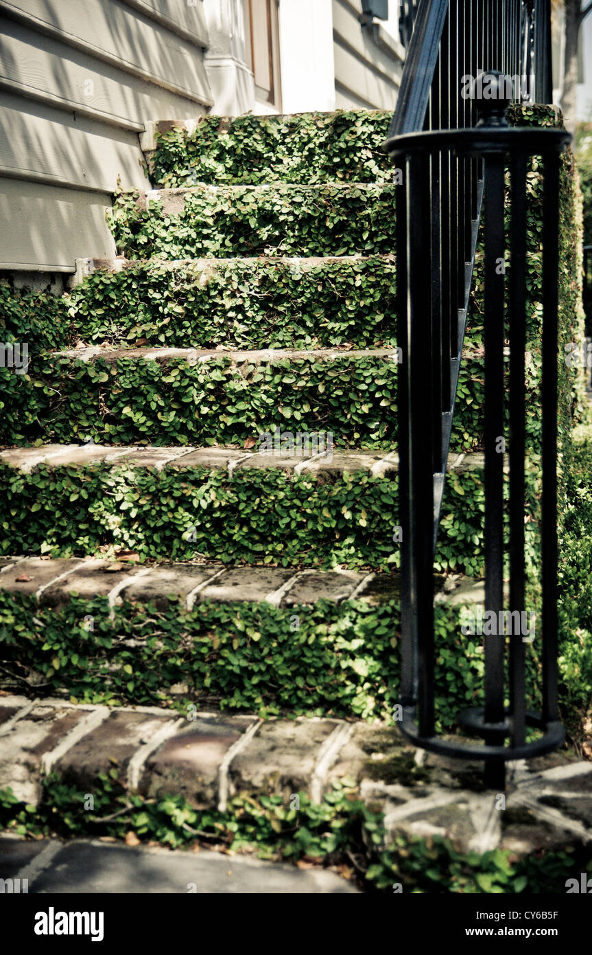 Efeu wchst auf der Vorderseite eine gemauerte Treppe ein Zuhause. Treppe  hat schwarze schmiedeeiserne Gelnder auf der rechten Seite Stockfotografie  - Alamy