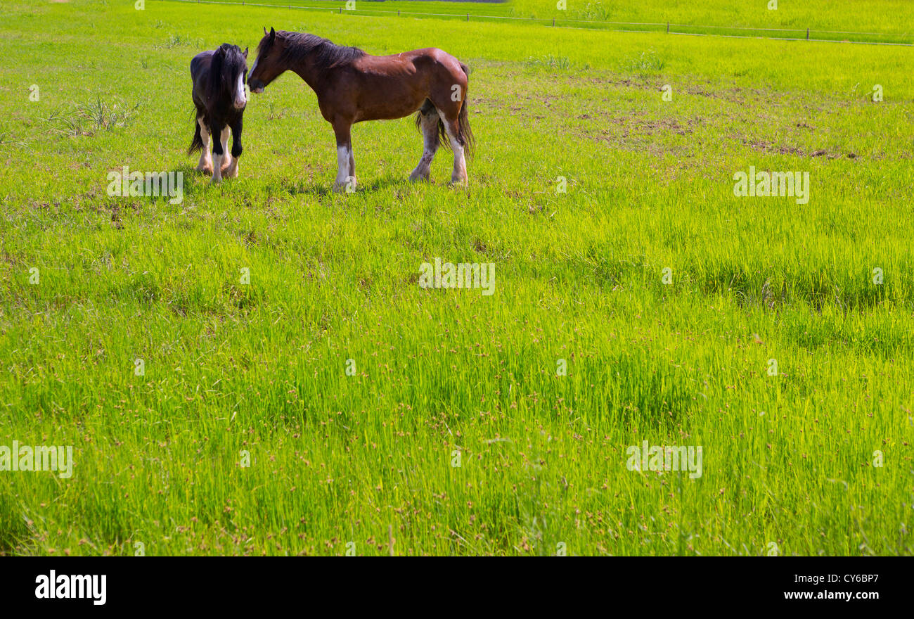 Pferde in grün gelb Frühlingswiese in Valencia, Spanien Stockfoto