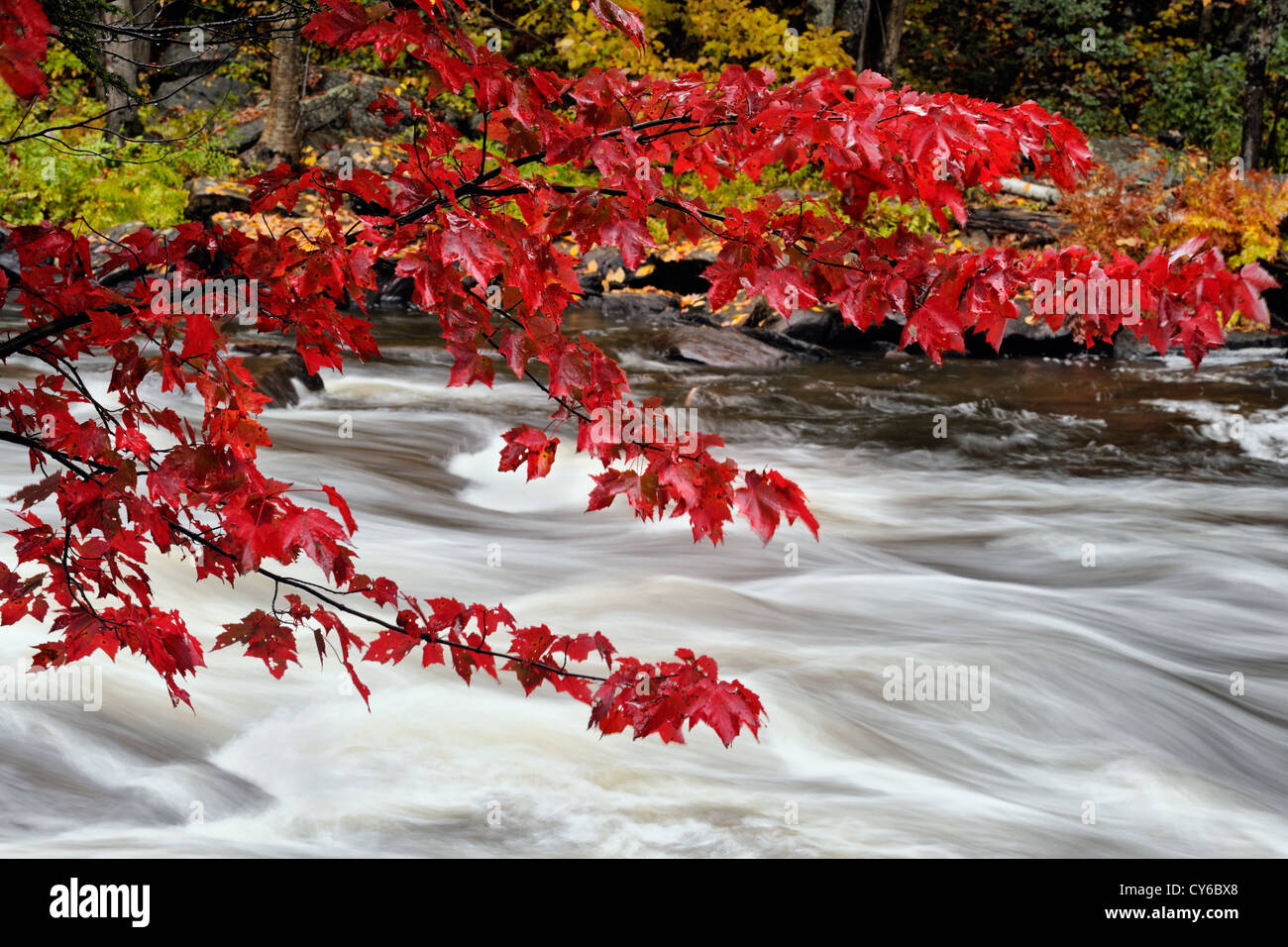 Habichtsbitterkraut Stromschnellen und Herbstlaub, Habichtsbitterkraut Lake, Ontario, Kanada Stockfoto