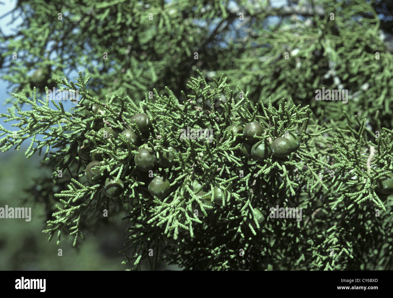 Phönizische Wacholder Juniperus Phoenicia (Cupressaceae) Stockfoto