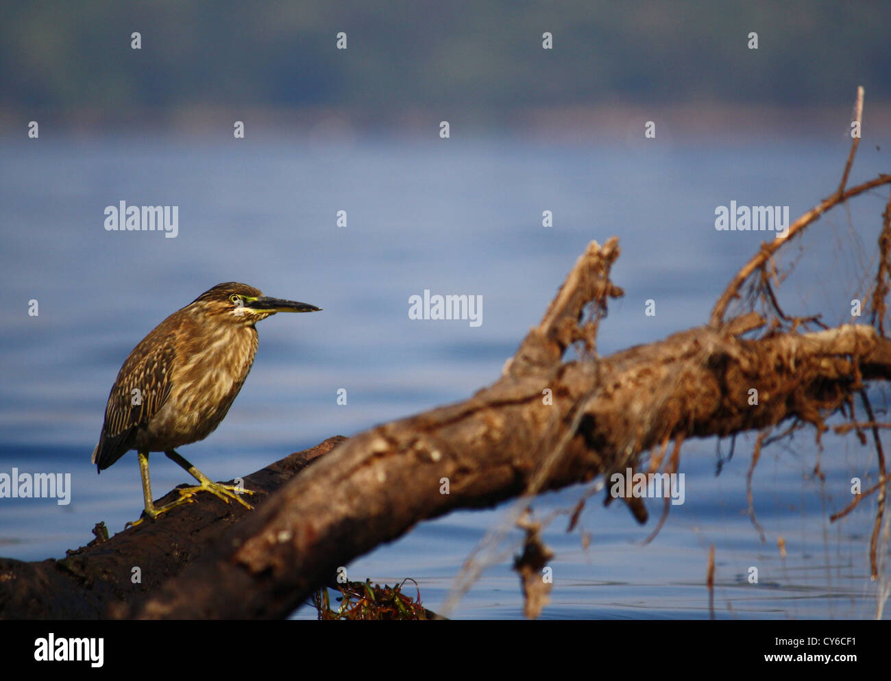 Schwarz gekrönt Nachtreiher - juvenile Stockfoto