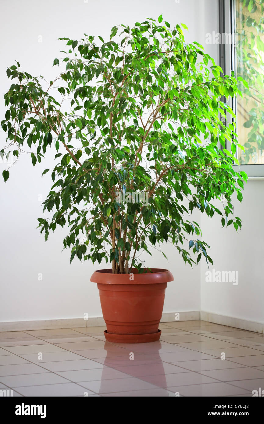 kleiner Baum in einem Topf im Zimmer Stockfoto