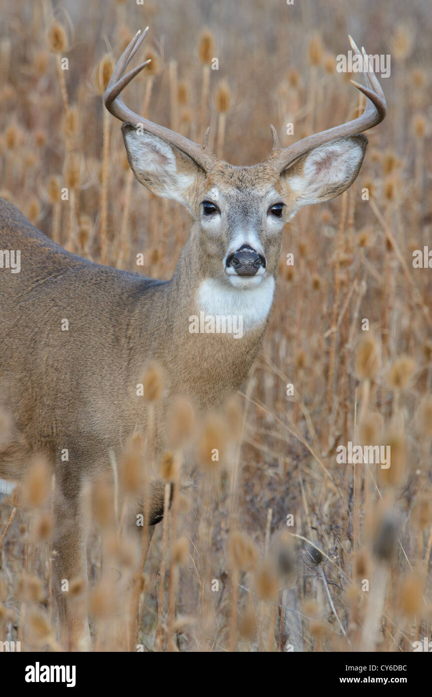 White-tailed buck Lebensraum odocoileus virginianus - Portrait - Western Montana Stockfoto