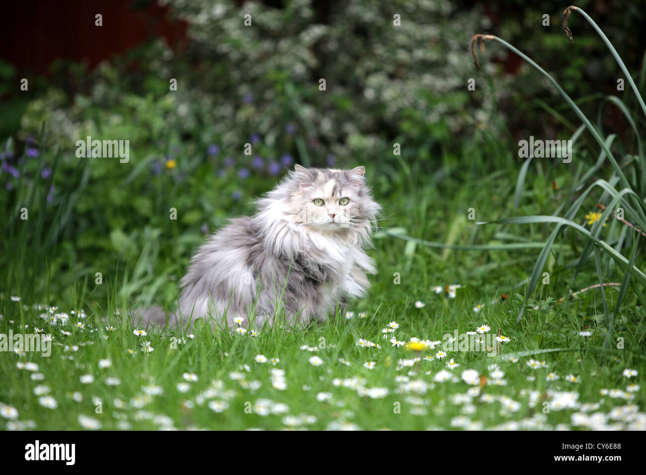 RAGDOLL-PERSER GEKREUZT LANGHAARIGE KATZE IN EINEM GARTEN SITZEN IN LANGEN GRASS Stockfoto