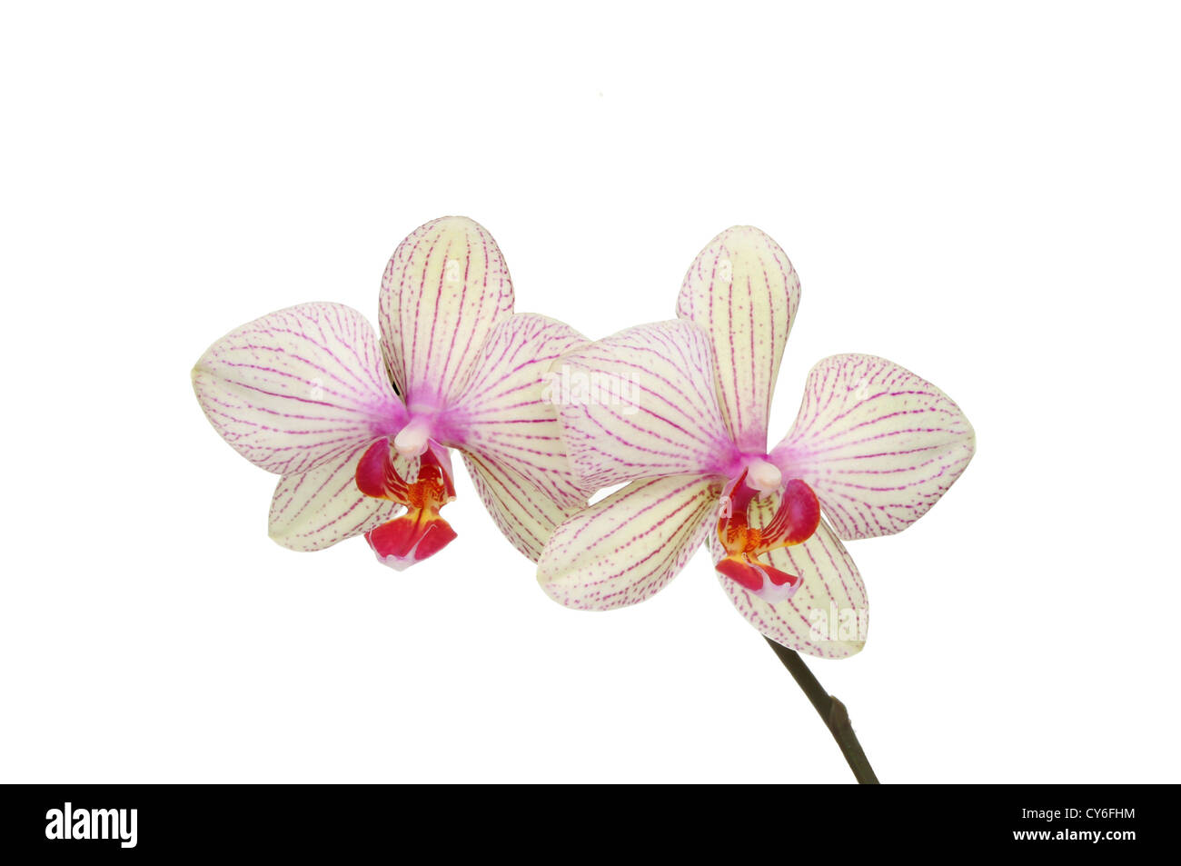 Zwei Phalaenopsis, Motte Orchidee Blüten isoliert gegen weiß Stockfoto