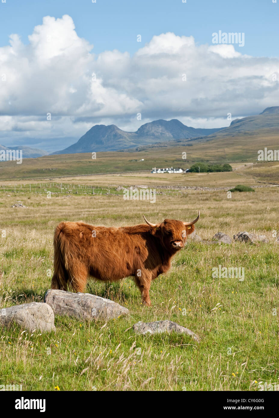 Highland Kuh in NW-Schottland Stockfoto