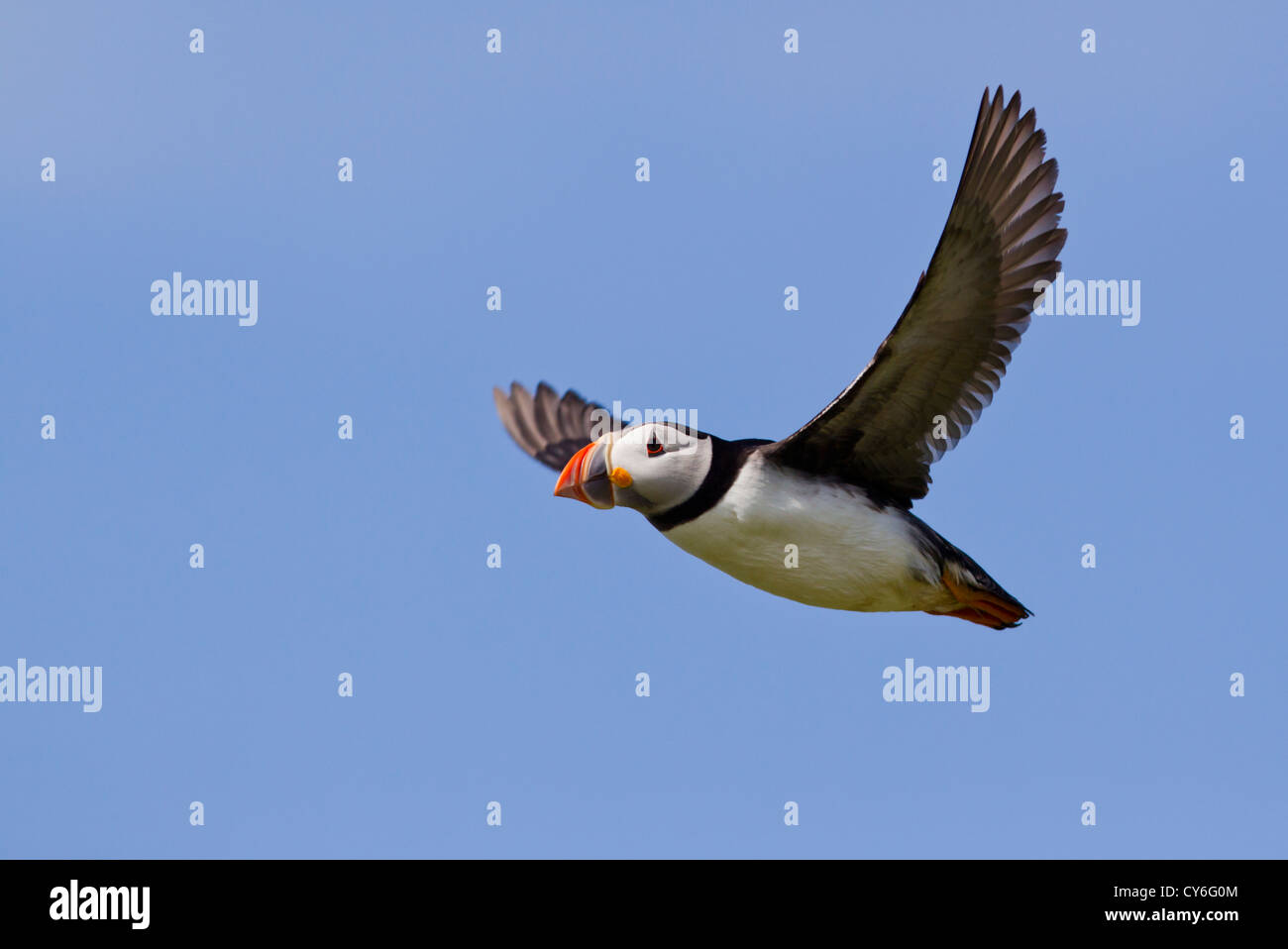 Puffin, Fratercula Arctica im Flug über die Farne Islands Stockfoto