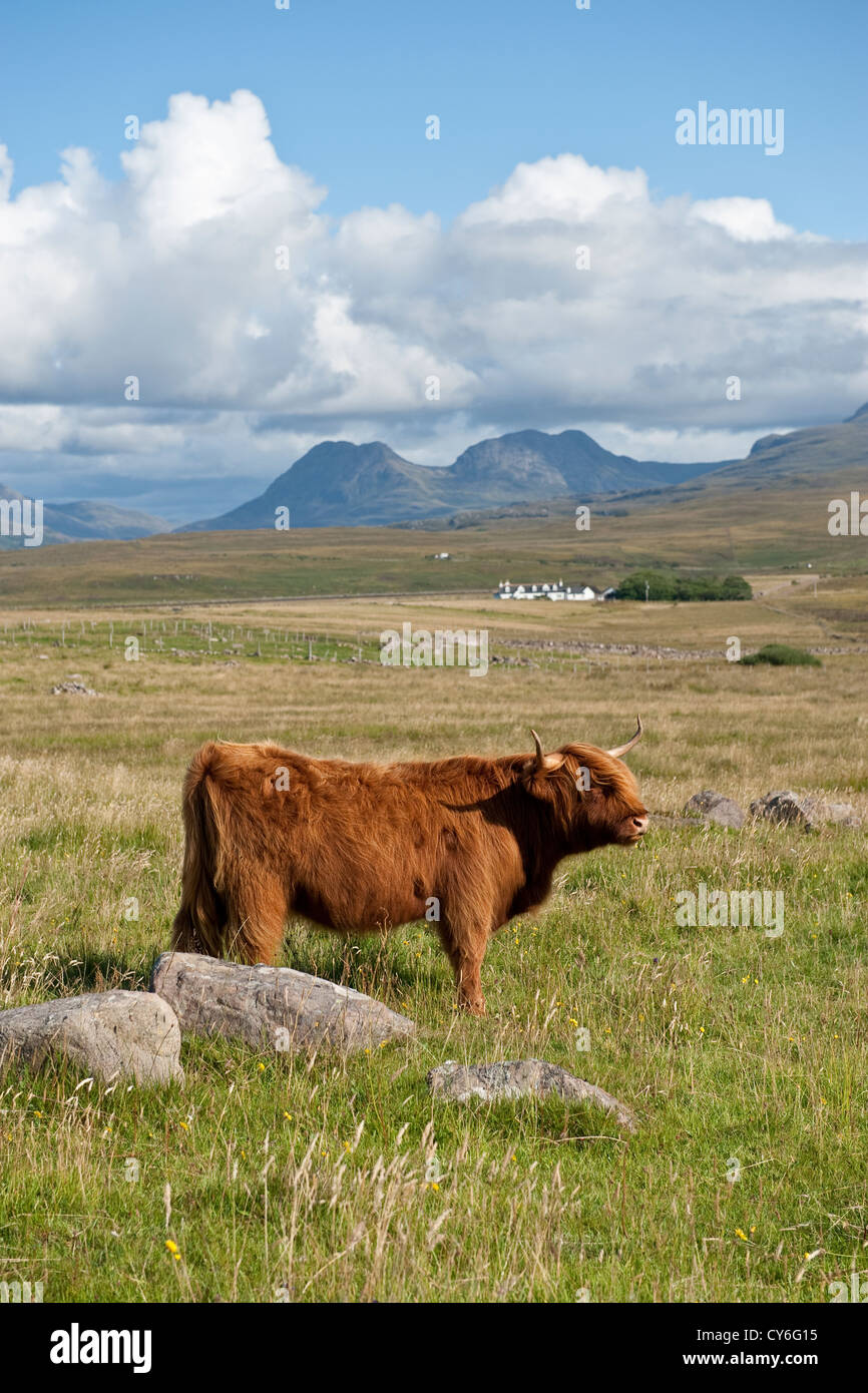 Highland Kuh in NW-Schottland Stockfoto