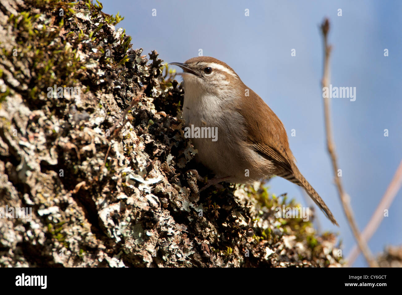 Bewick ´s Wren (Thryomanes Bewickii) singen an einem moosigen Baumstamm am Buttertubs Marsh, Nanaimo, BC, Kanada im Februar Stockfoto