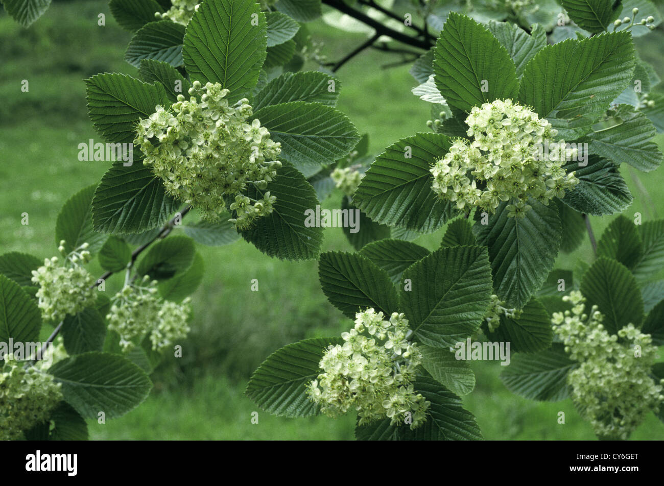 Gemeinsame Whitebeam Sorbus Aria Rosengewächse Stockfoto