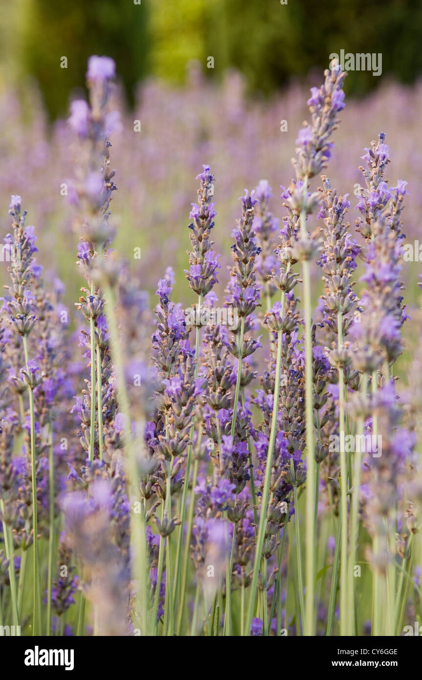 Französische Immobilien mit italienischen Gartengestaltung der regionalen Pflanzen aus biologischem Anbau von Dominique Lafourcade Stockfoto