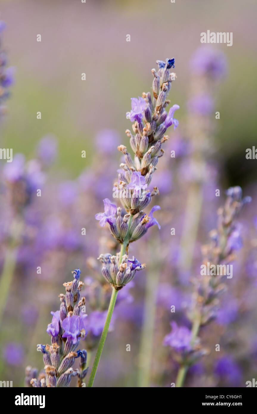 Französische Immobilien mit italienischen Gartengestaltung der regionalen Pflanzen aus biologischem Anbau von Dominique Lafourcade Stockfoto