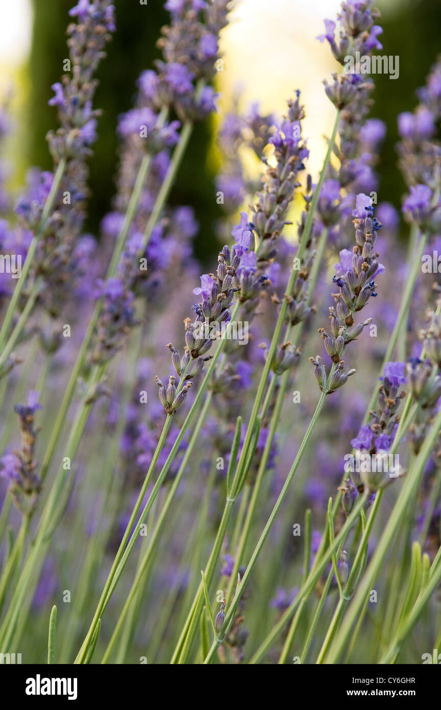 Französische Immobilien mit italienischen Gartengestaltung der regionalen Pflanzen aus biologischem Anbau von Dominique Lafourcade Stockfoto