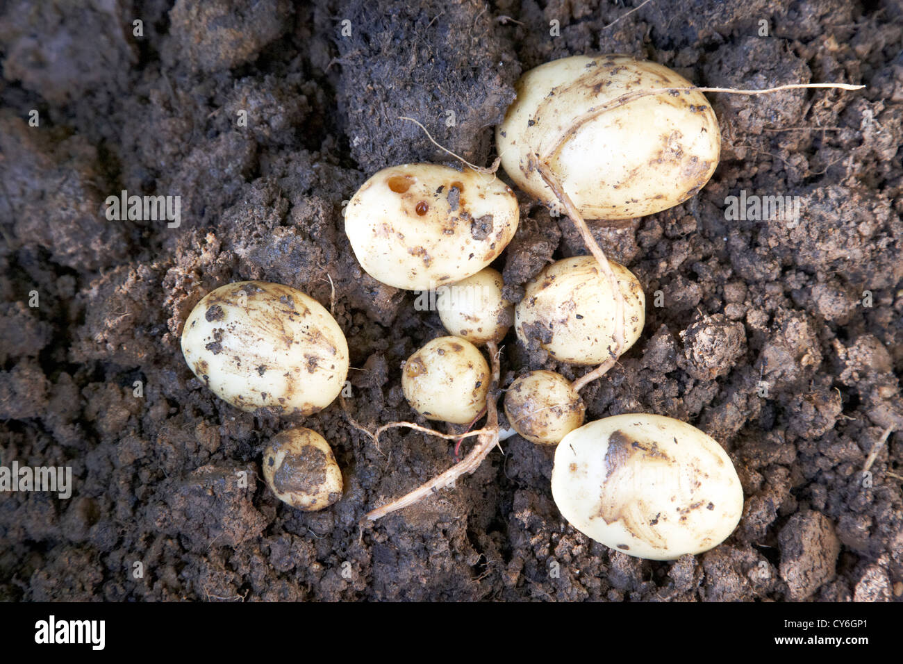 frisch ausgegraben Haus gewachsen unförmigen Kartoffelernte im Vereinigten Königreich Stockfoto