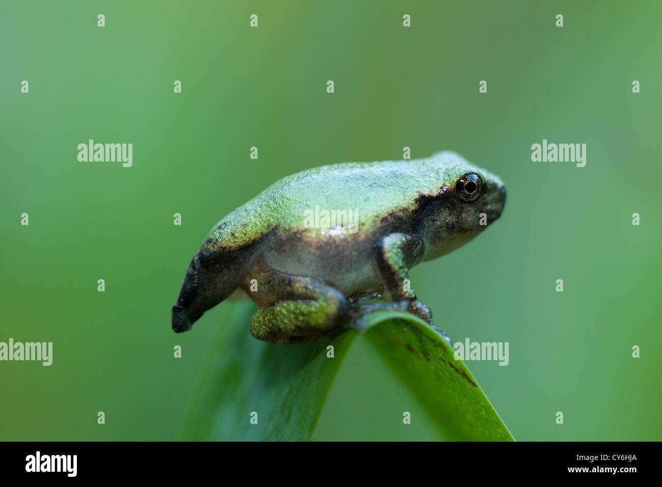 Frosch, Inniswood Metro Gärten, Westerville, Ohio verwandeln. Stockfoto
