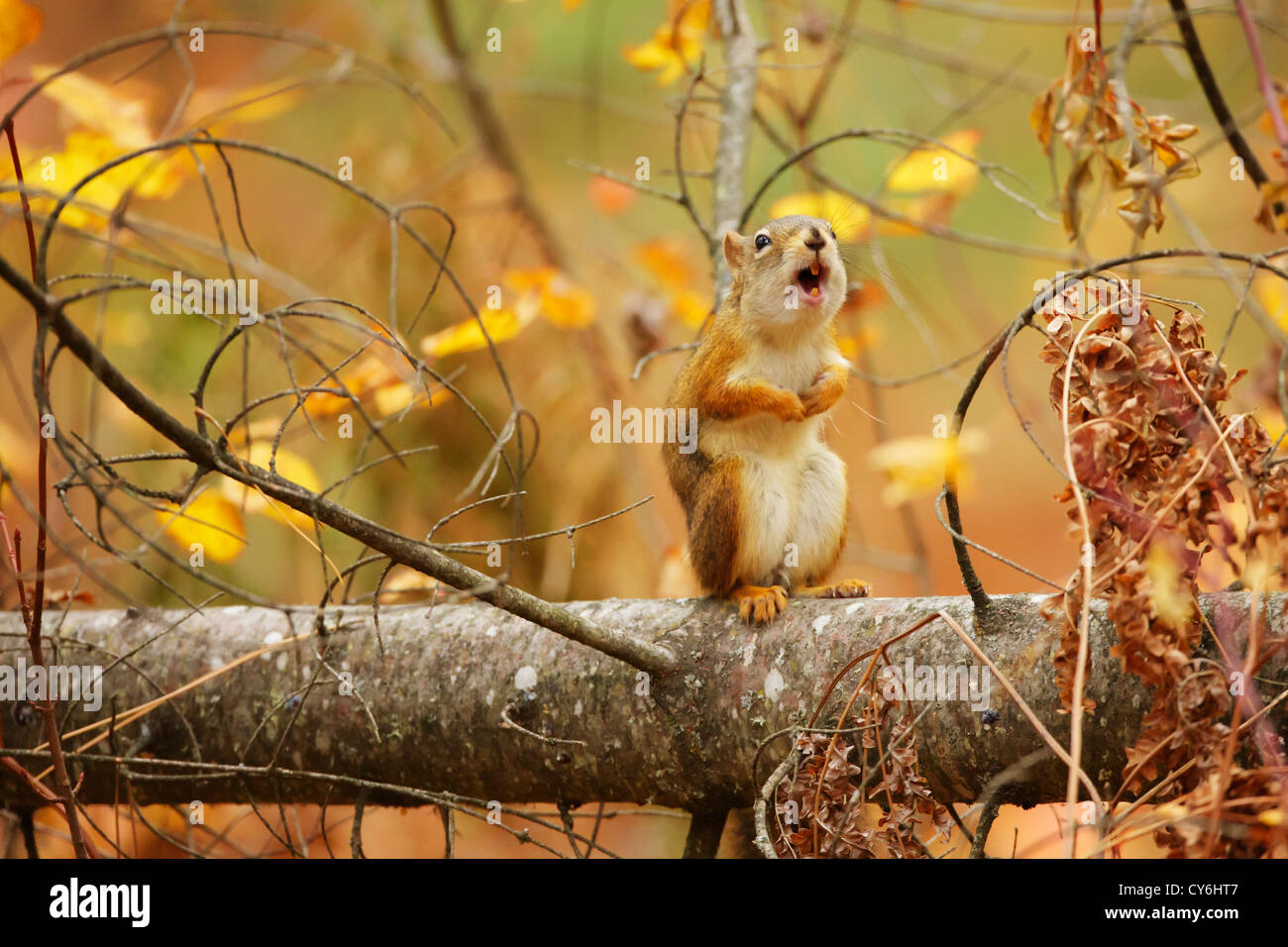 Ein Eichhörnchen verärgert schleudert Obszönitäten beim Fotografen. Stockfoto