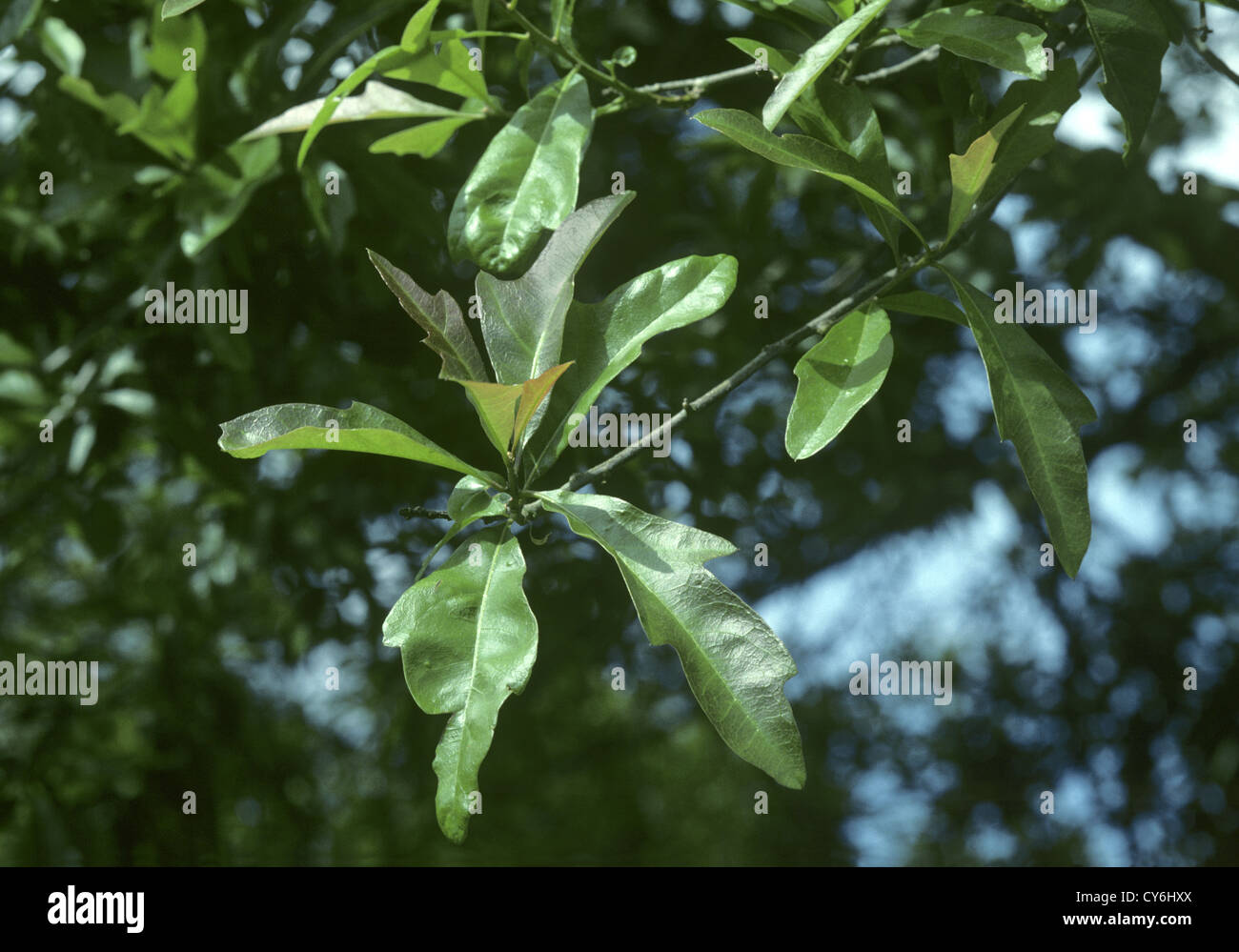 Wasser-Eiche Quercus Nigra (Fagaceae) Stockfoto