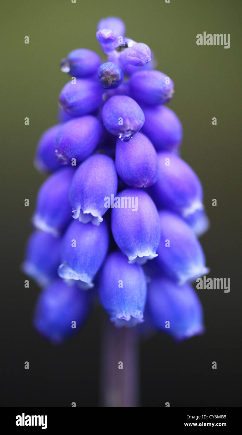 Die lebendige blauen Blüten von einer gemeinsamen Trauben Hyazinthe (Muscari Neglectum), ein Frühling blühende Birne Stockfoto