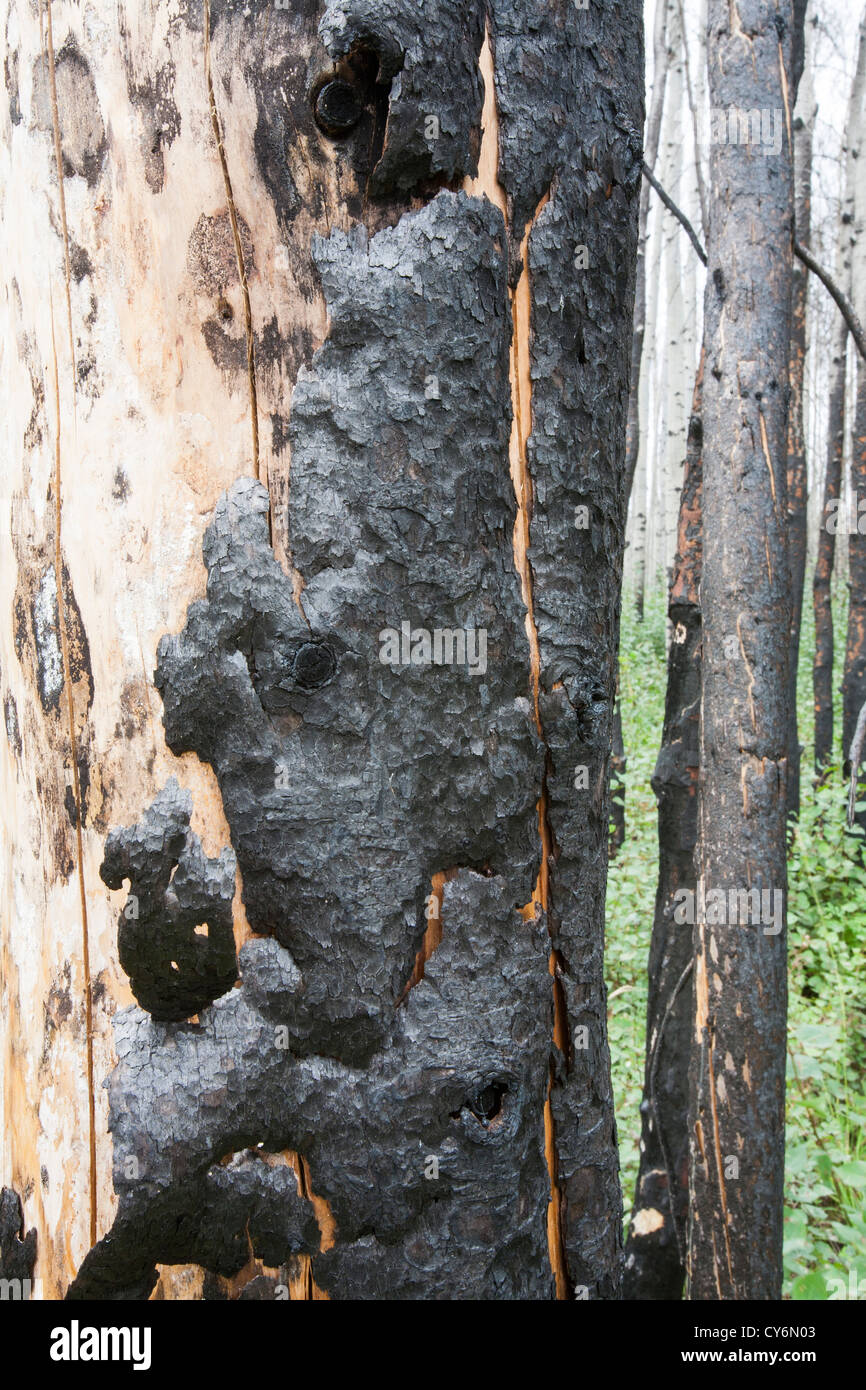 Borealen Wald verbrannt in der Nähe von Fort McMurray, Alberta, Kanada. Stockfoto