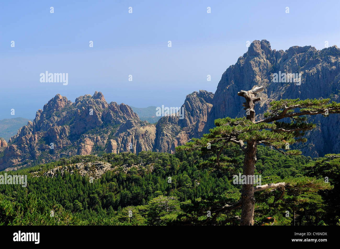 Les Aiguilles de Bavella et Pin laricio Corse du Sud Frankreich 2A Stockfoto