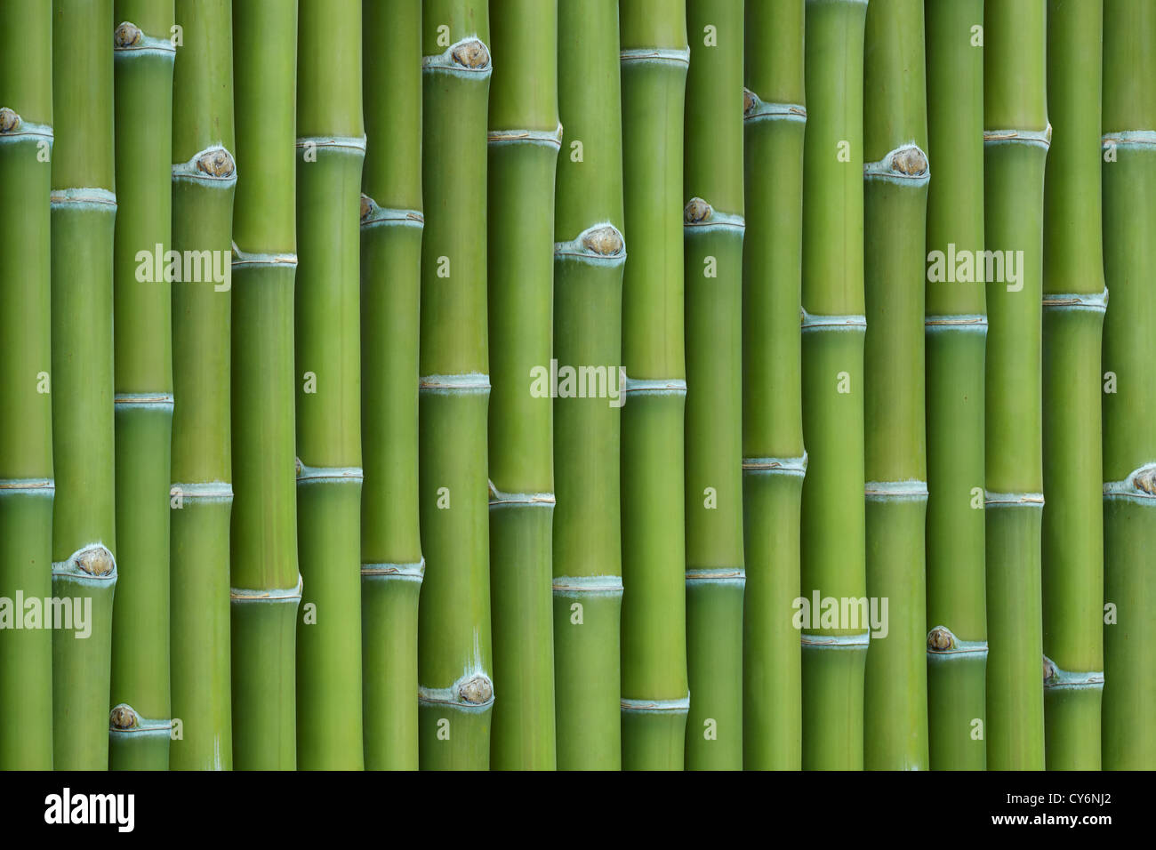 Bambusstöcke in Folge als Hintergrund Stockfoto