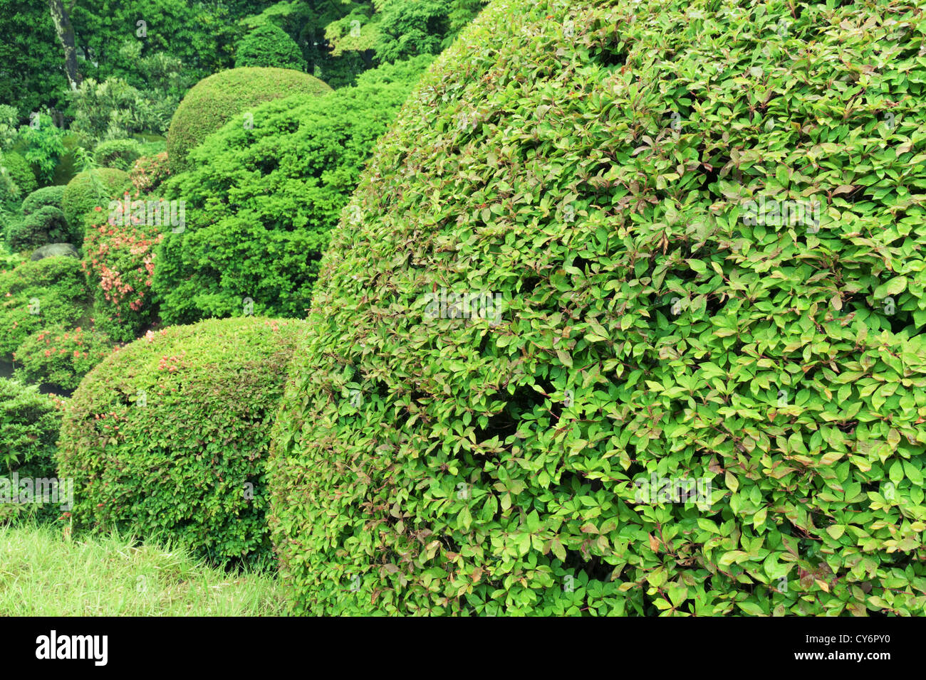 gut geschnittenen Büschen in frischen sommerlichen Garten; Fokus auf vorderen Busch Blätter Stockfoto