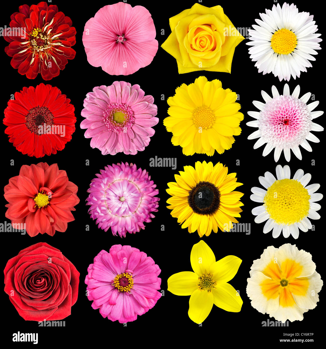 verschiedenen Sammlung Auswahl schwarz Makro schön Schönheit blühen blühende Blüte botanische Botanik helle Chrysantheme cl Blume Stockfoto