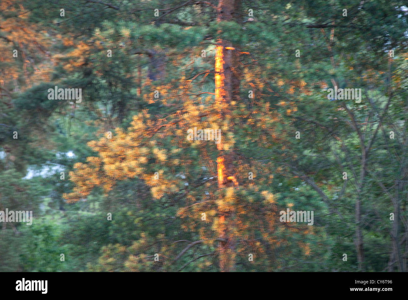 unscharfe grüner Baum in einer Bewegung mit Sonnenlicht in den Wald, Nahaufnahme Stockfoto