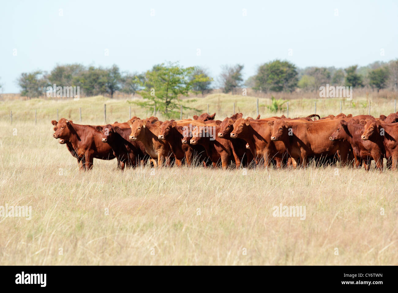 Rote Angus-Rinder auf der Weide Stockfoto