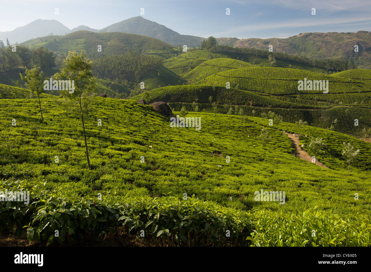Teepflanzen Futter Hügellandschaft auf einer Teeplantage in der Nähe von Munnar, Kerala, Indien Stockfoto