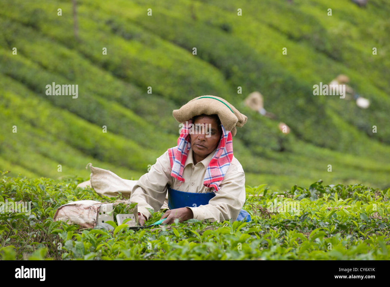 Frau Kommissionierung Tee mit einer großen Schere, eine Teeplantage in Munnar, Kerala, Indien Stockfoto