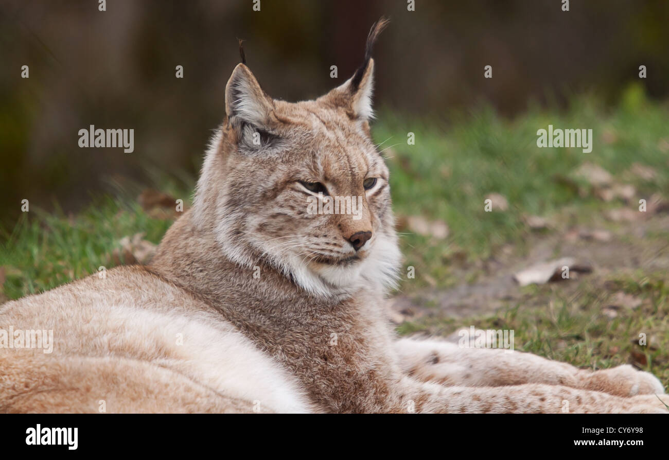 ruhenden nördlichen Luchs Stockfoto