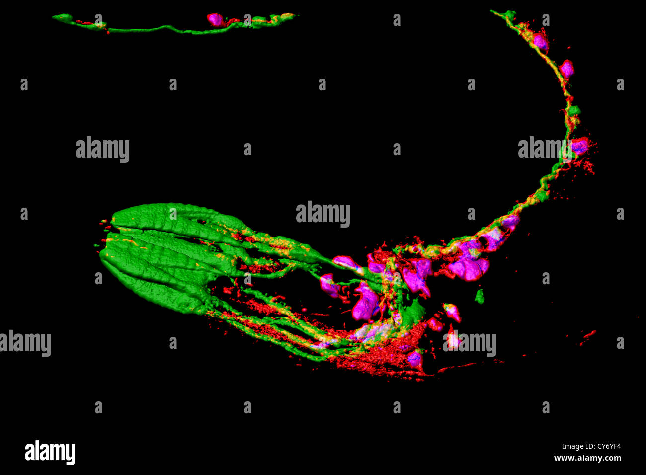 Neuronen und Muskeln von Caenorhabditis Elegans, eine freilebende transparent Nematode (Fadenwurm), ca. 1 mm in der Länge. Stockfoto