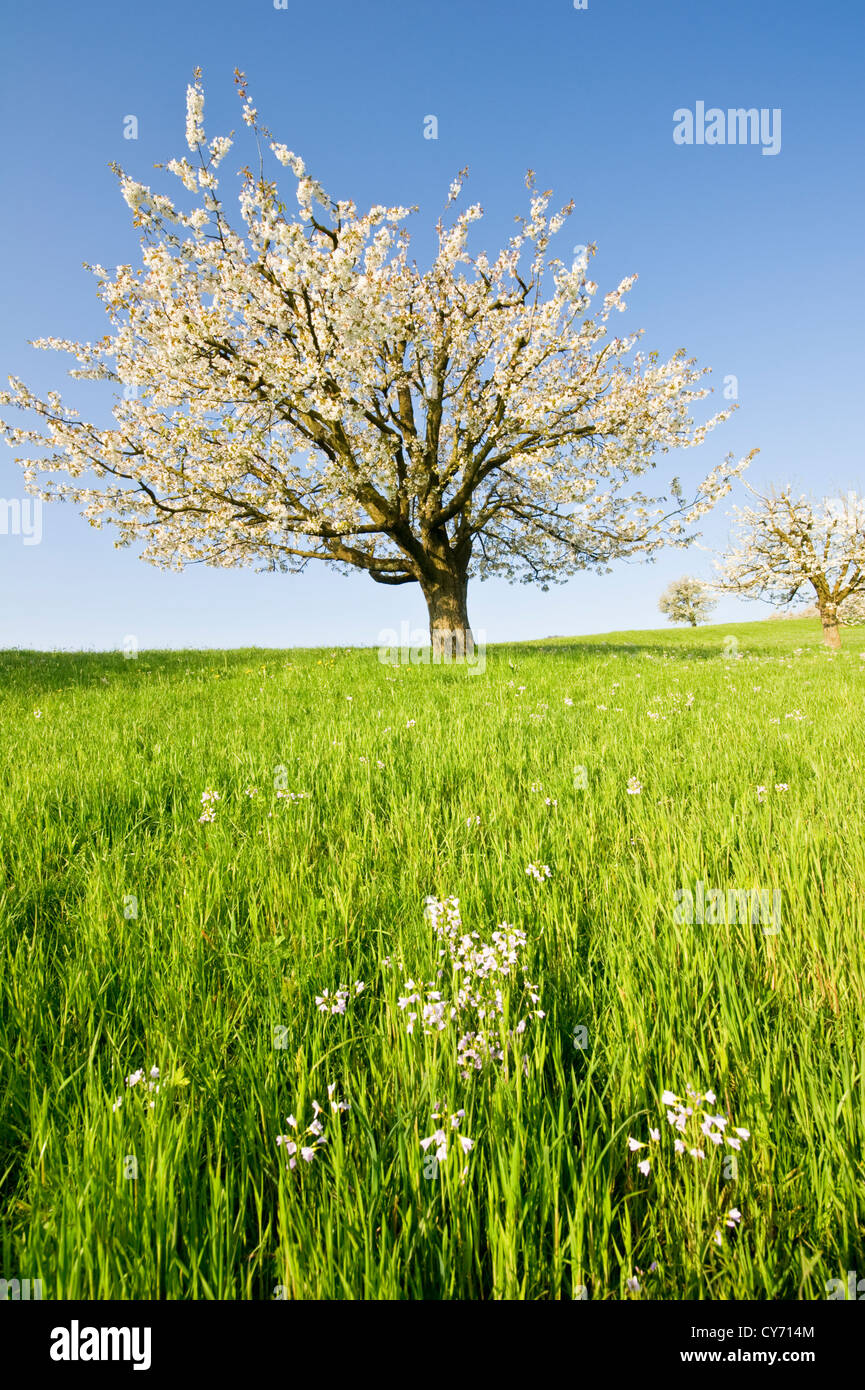 Schweizer Landschaft mit saftig grünen Wiese und Kirschbäumen Stockfoto