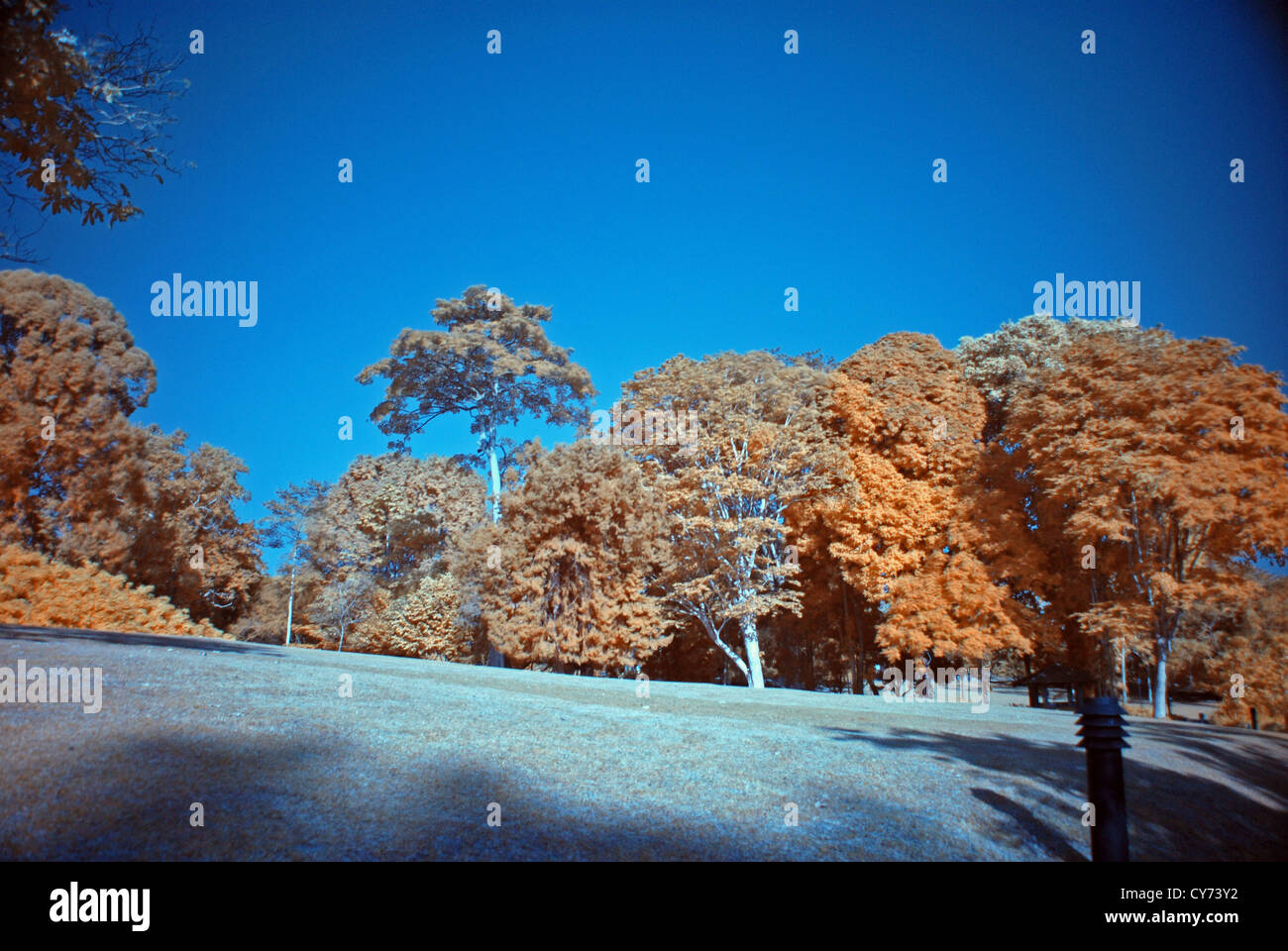 braune Farbe Pflanzen in den parks Stockfoto