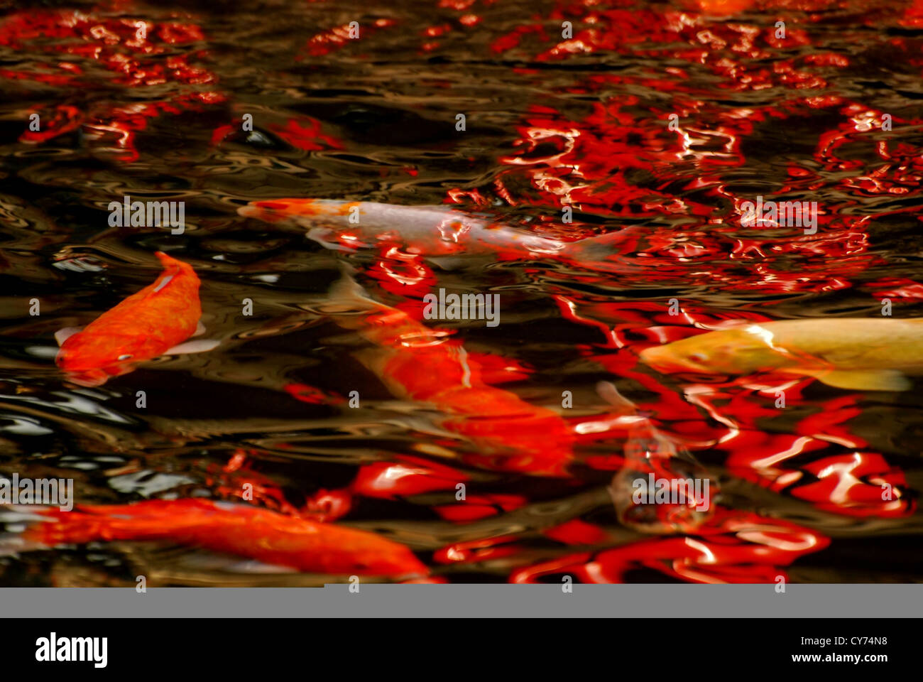 Fishes swimming Fotos und Bildmaterial in hoher Auflösung Alamy