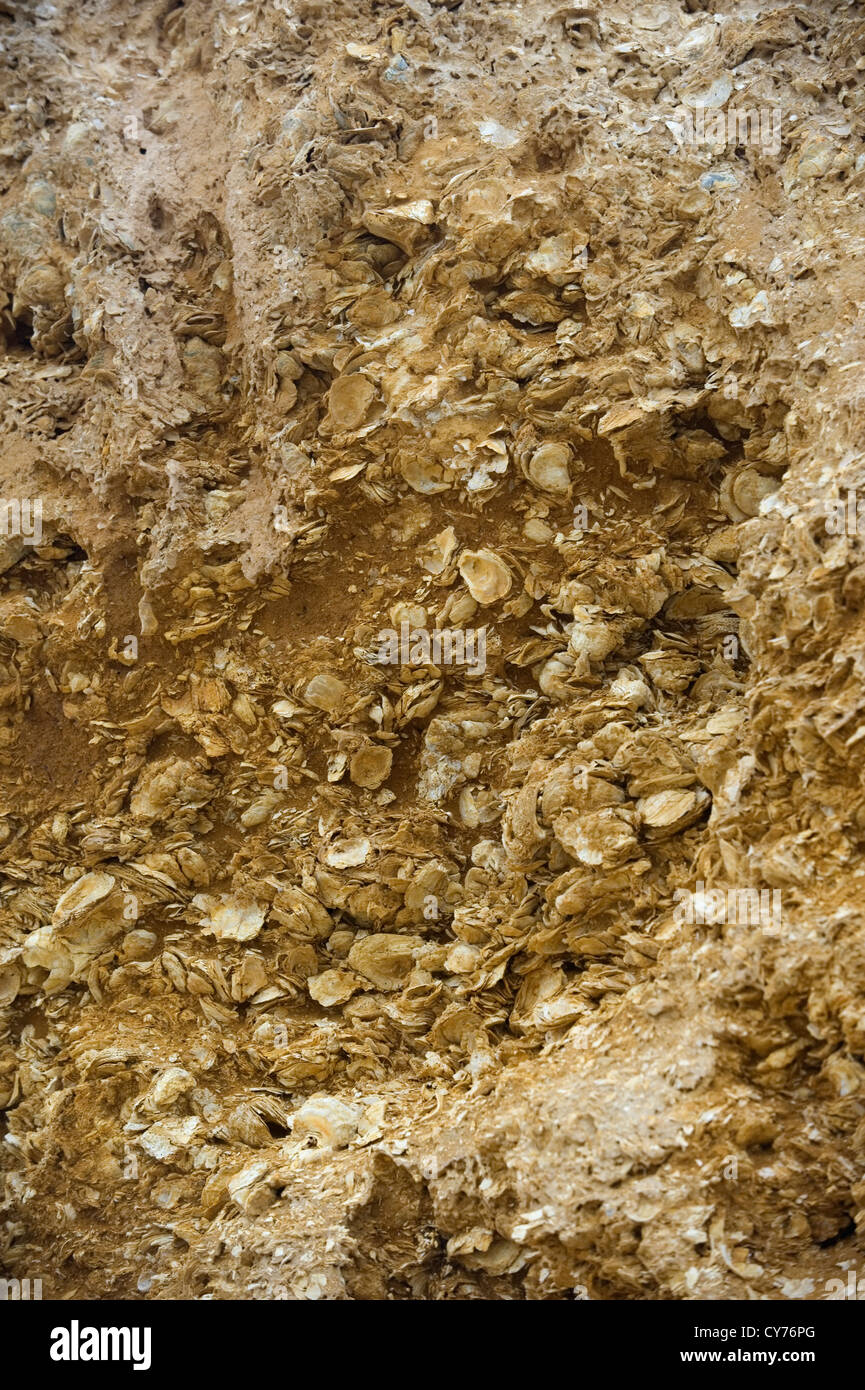 Schale Hill Victoria Auster fossile Ablagerung (Foto #2) Stockfoto